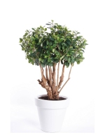 Ficus Panda botanic tree 100cm